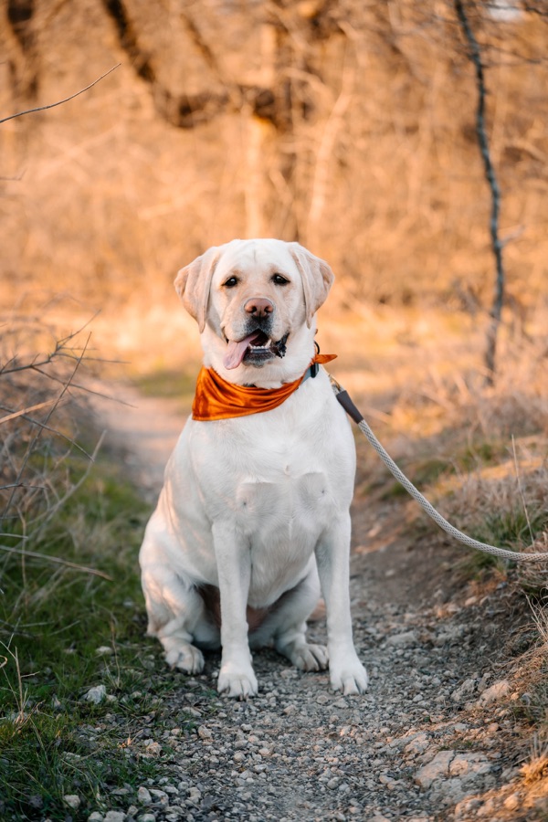 Yellow Labrador sitting on an Aledo trail